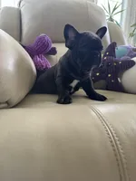 Martisha, a female French Bulldog for sale in Vancouver, WA – 4 of 6