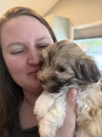 Molly, a female Havanese for sale in Princeton, MN – Photo 6 of 8