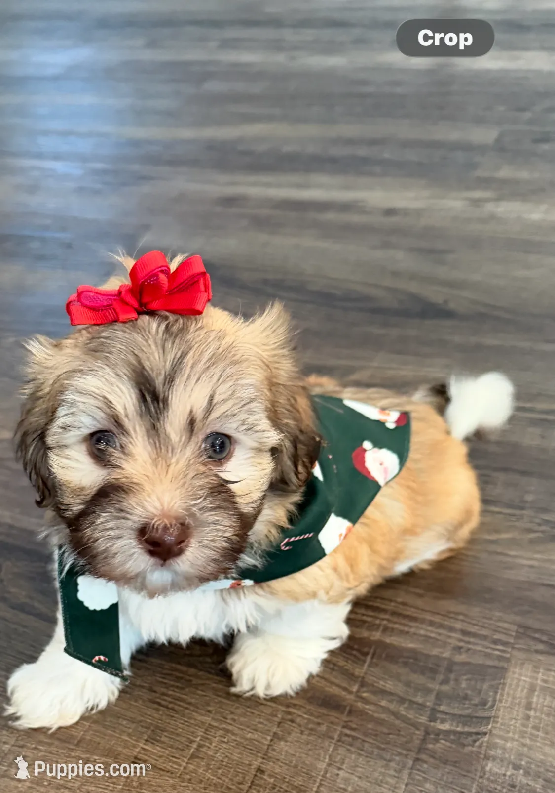 Molly, a female Havanese for sale in Princeton, MN – Photo 7 of 8