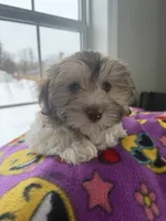Molly, a female Havanese for sale in Princeton, MN – Photo 2 of 8