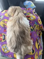 Molly, a female Havanese for sale in Princeton, MN – Photo 8 of 8