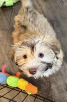 Molly, a female Havanese for sale in Princeton, MN – Photo 4 of 8