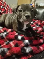 Runtee, a female American Staffordshire Terrier and American Bully for sale in Omaha, NE – Photo 3 of 3