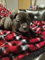 Runtee, a female American Staffordshire Terrier and American Bully for sale in Omaha, NE – Photo 2 of 3