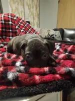 Runtee, a female American Staffordshire Terrier and American Bully for sale in Omaha, NE – Photo 1 of 3