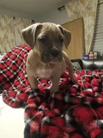 FeFe, a female American Staffordshire Terrier and American Bully for sale in Omaha, NE – Photo 2 of 3