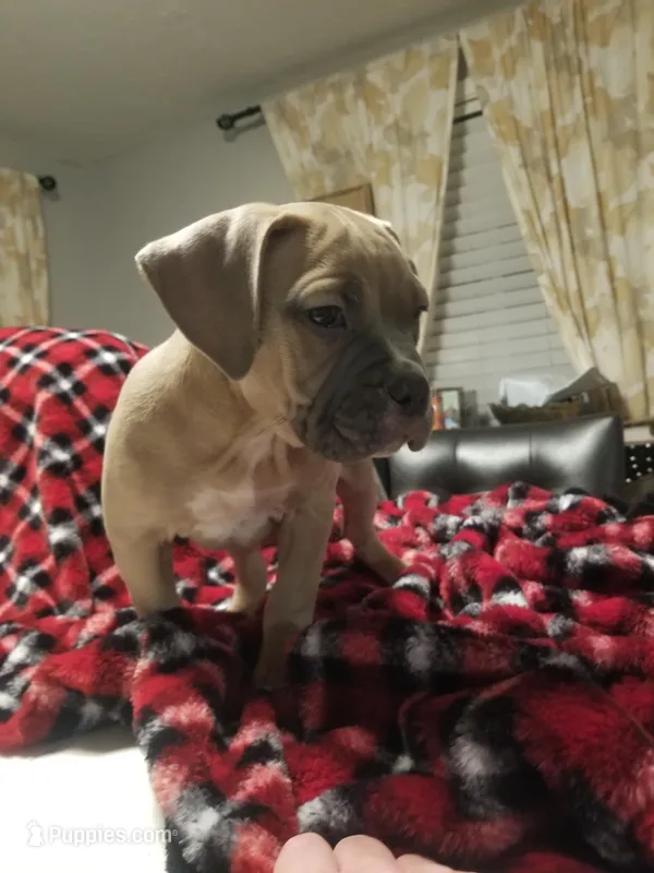 FeFe, a female American Staffordshire Terrier and American Bully for sale in Omaha, NE – Photo 1 of 3