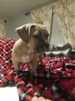 FeFe, a female American Staffordshire Terrier and American Bully for sale in Omaha, NE – Photo 1 of 3
