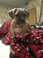 FeFe, a female American Staffordshire Terrier and American Bully for sale in Omaha, NE – Photo 3 of 3