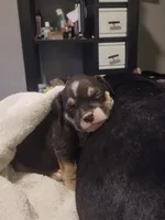 Monkey, a female American Staffordshire Terrier and American Bully for sale in Omaha, NE – Photo 1 of 4
