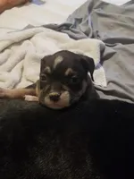 Monkey, a female American Staffordshire Terrier and American Bully for sale in Omaha, NE – Photo 3 of 4