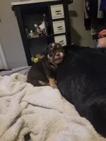 Monkey, a female American Staffordshire Terrier and American Bully for sale in Omaha, NE – Photo 4 of 4