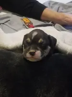 Monkey, a female American Staffordshire Terrier and American Bully for sale in Omaha, NE – Photo 2 of 4