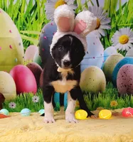 Toothless, a male Border Collie for sale in Avilla, IN – Photo 7 of 8