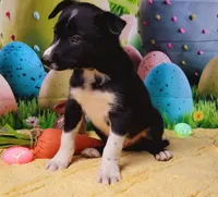 Toothless, a male Border Collie for sale in Avilla, IN – Photo 3 of 8