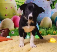 Toothless, a male Border Collie for sale in Avilla, IN – Photo 5 of 8