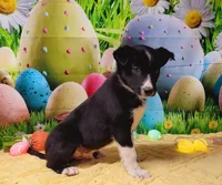 Toothless, a male Border Collie for sale in Avilla, IN – Photo 4 of 8