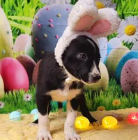 Toothless, a male Border Collie for sale in Avilla, IN – Photo 6 of 8
