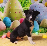 Toothless, a male Border Collie for sale in Avilla, IN – Photo 1 of 8