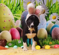 Toothless, a male Border Collie for sale in Avilla, IN – Photo 8 of 8