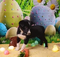 Toothless, a male Border Collie for sale in Avilla, IN – Photo 2 of 8