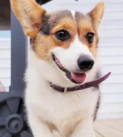 Reba, a female Pembroke Welsh Corgi for sale in Avilla, IN – Photo 2 of 4