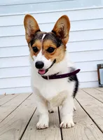 Reba, a female Pembroke Welsh Corgi for sale in Avilla, IN – Photo 1 of 4