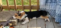 Reba, a female Pembroke Welsh Corgi for sale in Avilla, IN – Photo 4 of 4