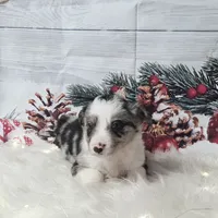 Gouda, a male Border Collie for sale in Avilla, IN – Photo 2 of 10
