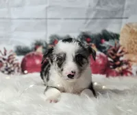 Gouda, a male Border Collie for sale in Avilla, IN – Photo 7 of 10