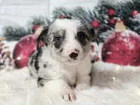 Gouda, a male Border Collie for sale in Avilla, IN – Photo 8 of 10