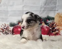Gouda, a male Border Collie for sale in Avilla, IN – Photo 6 of 10