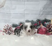 Gouda, a male Border Collie for sale in Avilla, IN – Photo 3 of 10