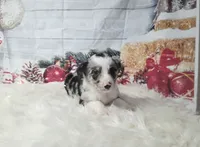 Gouda, a male Border Collie for sale in Avilla, IN – Photo 4 of 10