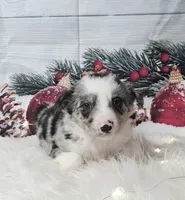 Gouda, a male Border Collie for sale in Avilla, IN – Photo 1 of 10