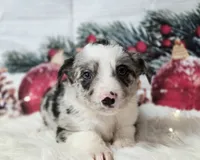 Gouda, a male Border Collie for sale in Avilla, IN – Photo 10 of 10