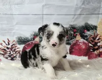 Gouda, a male Border Collie for sale in Avilla, IN – Photo 9 of 10
