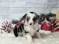 Gouda, a male Border Collie for sale in Avilla, IN – Photo 5 of 10