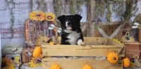 Muk, a male Border Collie for sale in Avilla, IN – Photo 10 of 10