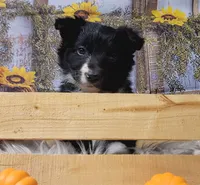 Muk, a male Border Collie for sale in Avilla, IN – Photo 7 of 10