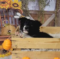 Muk, a male Border Collie for sale in Avilla, IN – Photo 6 of 10