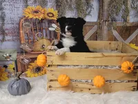 Muk, a male Border Collie for sale in Avilla, IN – Photo 1 of 10