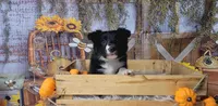 Muk, a male Border Collie for sale in Avilla, IN – Photo 9 of 10