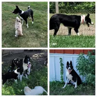 Eve, a female Border Collie for sale in Avilla, IN – Photo 1 of 2