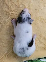 Krypto, a male Border Collie for sale in Avilla, IN – Photo 3 of 10