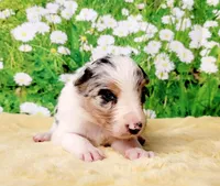 Krypto, a male Border Collie for sale in Avilla, IN – Photo 6 of 10