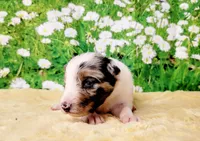 Krypto, a male Border Collie for sale in Avilla, IN – Photo 5 of 10