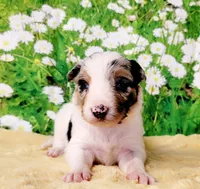 Krypto, a male Border Collie for sale in Avilla, IN – Photo 8 of 10
