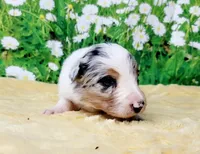 Krypto, a male Border Collie for sale in Avilla, IN – Photo 4 of 10