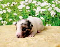 Krypto, a male Border Collie for sale in Avilla, IN – Photo 2 of 10